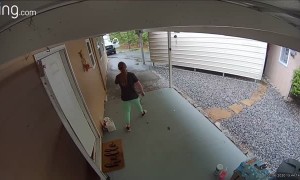 Great Dane Chases Delivery Man