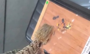 Pet Lizard Plays with Ants on Phone
