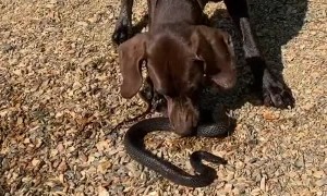 Snake-Wrangling Dog is Proud of His Catch