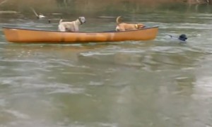 Labrador turns into lifeguard and rescues dogs trapped in canoe