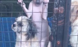 Hairless Pup Sits on Pal