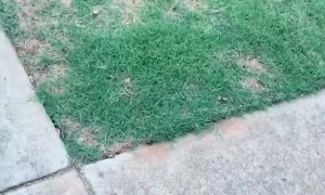 FedEx Worker Going the Extra Mile on Trash Day