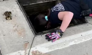 Firefighters save a group of baby ducks stuck in storm drain