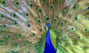 Peacock Dancing with Full Feather Display