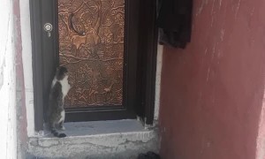 Cat Knocks on Door