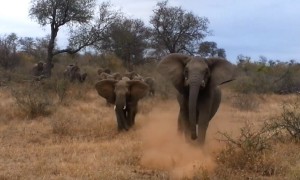 Scary footage shows elephant charging vehicle