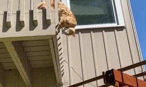 Kitty's Eaten to Much to Escape