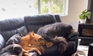 Huge dog family simultaneously reacts to squeaky toy