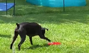 Doggy Obsessed With Water Fountain Toy