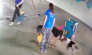 Dog Goes Potty in Mop Bucket