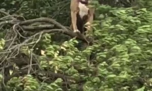 Doggy Climbs Tree to Enjoy the Breeze