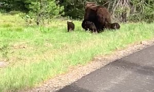 A Grizzly with Four Cubs Cross the Road