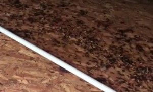 Camper Infested with Ants