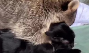 Raccoon Loves to Cuddle Kitty