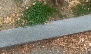 Squirrel Takes Woman to Show Her Hidden Peanut Stash