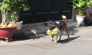 Dog Helps Owner Carry the Groceries