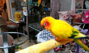 Angel The Parrot Dancing With Sammy The Hammy The Smiling Pig As Her Backup Dancer