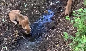 Baby Bobcat Drinks with Mom