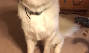 Great Pyrenees Chomps While Trying Treats