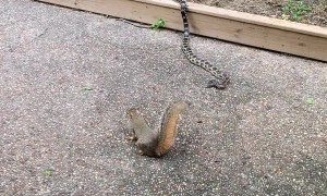 Squirrel Takes on Snake to Protect Its Young