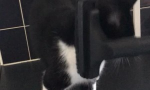 Cat Enjoy's Getting Vacuumed