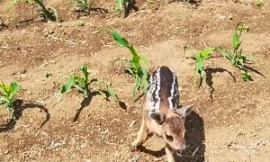 Finding a Lost Little Roe Fawn Deer