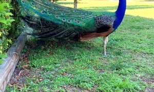 Beautiful Peacock Honks, Calls and Displays Feathers