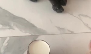 Dog Has No Time for Tricks