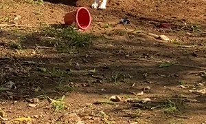 Quick-Witted Collie Flings Dirt Back