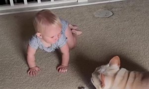 French Bulldog Playing with Baby Sister