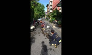 Snake Climbs Four Stories into Apartment Building