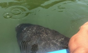 Manatee Happily Greets Guide on Morning Tour