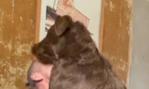 Pup Really Missed His Poppa