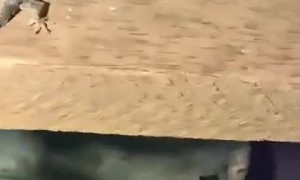 Protective Lizard Battles Like Boxer