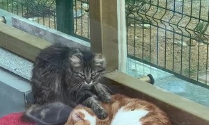 Cute Cat Buddies Enjoy Massage Time