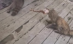 Raccoon Nabs Yummy Leftovers from Cat