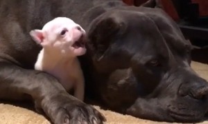 Big dog babysits tiny puppy and it's way too cute