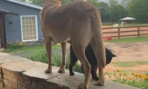 Cat is not Done with Dog