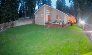 Mama Bear Chases Dogs and Owner