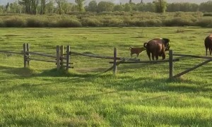 Fence Interrupts Spring Bison Migration