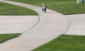 Independent Pooch Walks Himself Home
