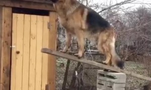 Very Still Dog Balances Stick