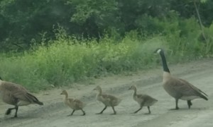 Family of Geese Brighten Morning Commute