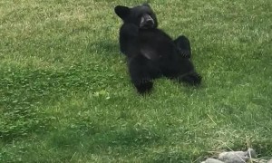 Family of Bears Lounge around in Backyard
