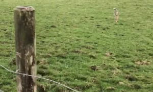 Australian Shepherd Shows Off Her Hops