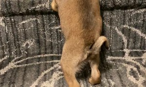 Petey the Pug Climbing His First Stairs