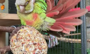 Rio the Cinnamon Conure Massages His Head with Tail Feather