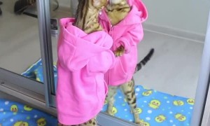 This kitty can't stop kissing her reflection in the mirror