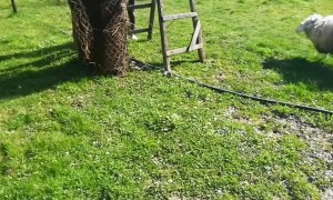 Sheep Chases Doggo During Playtime