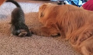 Golden's New Best Friend